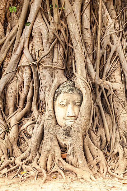 ayutthaya, thailand-buddha gesicht in the tree - thailand asia famous place stone stock-fotos und bilder
