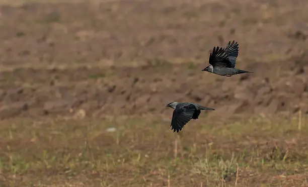 Western jackdaws