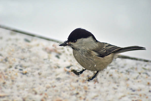 istock Willow tit   in winter forest. Parus montanus. 502867274