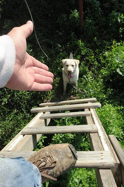 istock Reaching to the dog 502867506