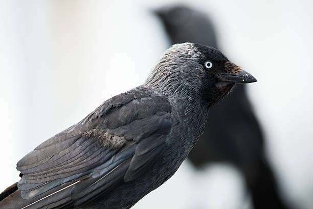 istock Portrait of a Jackdaw. 502867838