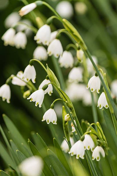 istock closeup of spring snowflake flowers 502868530