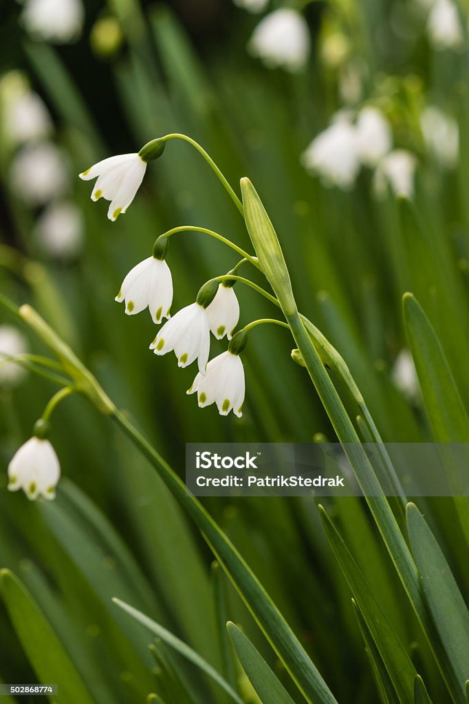 White Snowbell Flowers Stock Photo - Download Image Now - 2015, Bunch, Bunch of Flowers - iStock White Snowbell Flowers Stock Photo - Download Image Now - 2015, Bunch, Bunch of Flowers - iStock