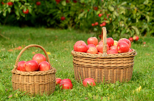 istock Two wicker baskets full of red apples 502868778