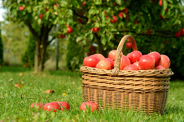 istock Wicker basket full of red apples 502868810