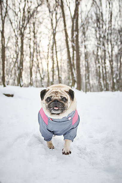 istock Little Funny Pug Outdoors 502869040