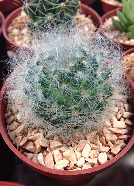 istock closed up the cactus in a pot 502870618