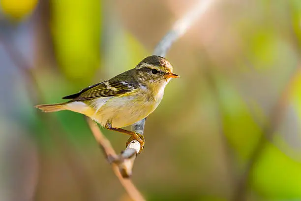 Yellow-browed Warbler (Phylloscopus inornatus) stair at us on the branch in nature in Thailand