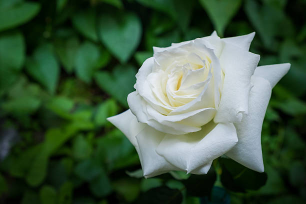 istock Beautiful white rose flower in a garden. 502871824