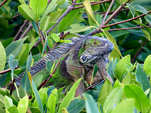 istock Florida, Key largo iguana in the mangroves 502875570