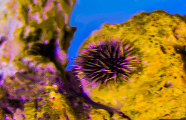 Spined Sea Urchin stock photo