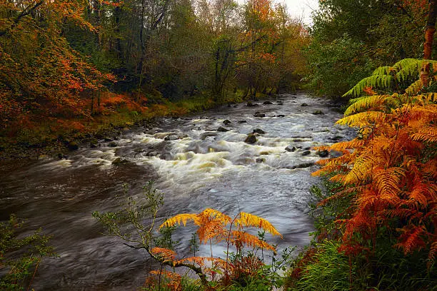 The Glensaul River drains the Partry Mountains and runs down though a forest which is described as a native woodland cosnisting of mixed leaf plantations