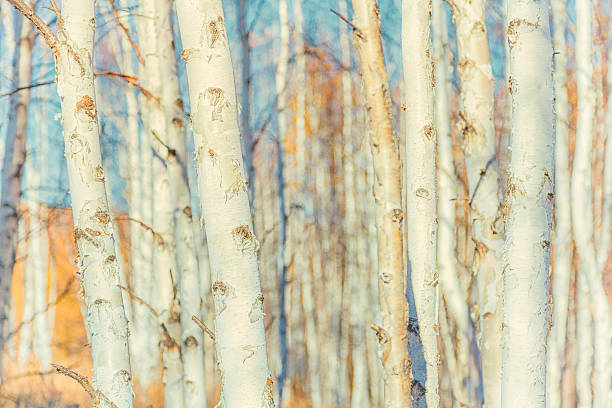 birke wald hintergrund weiß - silver birch tree stock-fotos und bilder