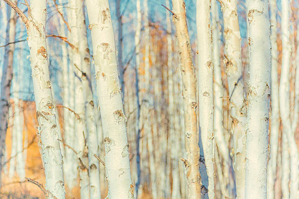 tle białej brzozy forest - silver birch tree zdjęcia i obrazy z banku zdjęć