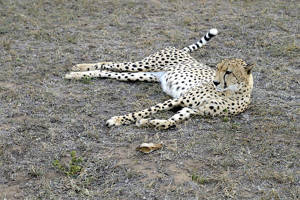 istock Cheetah, Hluhluwe, South Africa 502886930