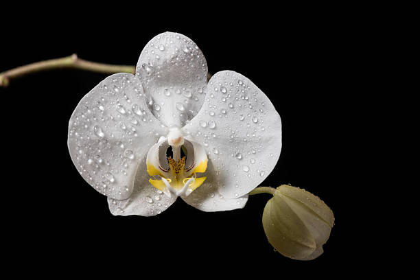 White Orchid. stock photo