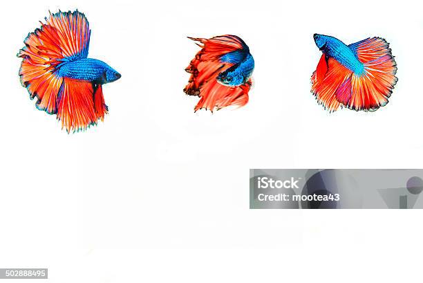 Siamese Fighting Fish Stock Photo - Download Image Now - Activity, Aggression, Animal