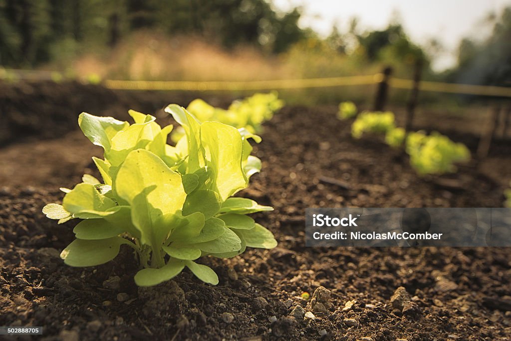 Growing lettuce Close-up on a lettuce seedling growing in a small vegetable garden. Farm Stock Photo