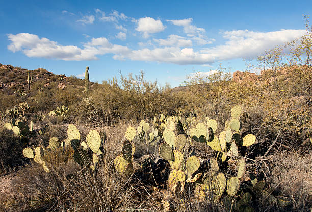 istock Cactus, Arizona desert landscape. 502889086