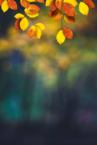 추절 나뭇잎색 - beech leaf leaf green close up 뉴스 사진 이미지