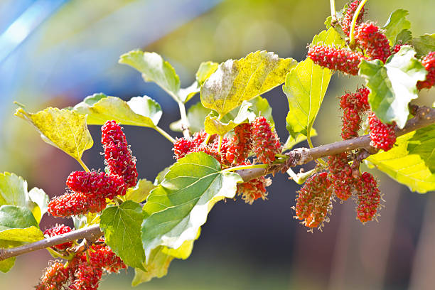 istock Berry fruit in nature, mulberry twig 502889629