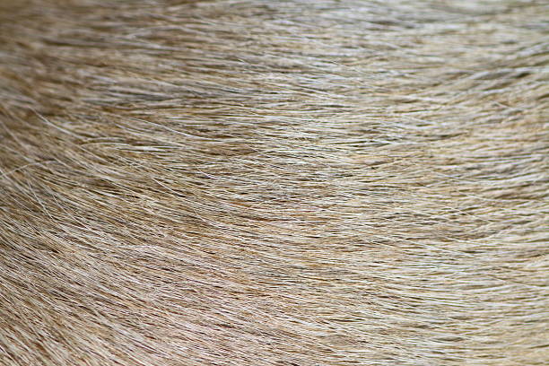 istock Dog hair fur 502889683