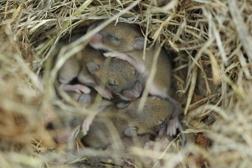 Baby field mice sleeping together in a nest made of dried grass in Shalford