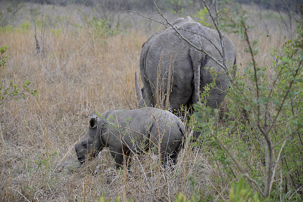 istock Rhino, Hluhluwe, South Africa 502890358