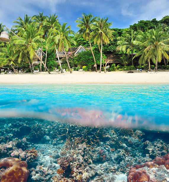 istock Beach with coral reef underwater view 502890441