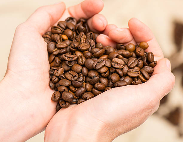 istock Hands holding coffee beans - heart 502890611