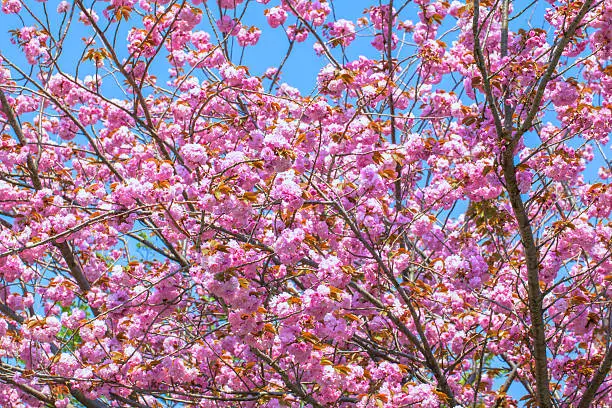 Photo of Blooming double cherry blossom tree