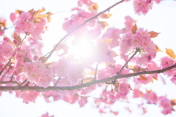 istock Blooming double cherry blossom branches and sun shine 502890759