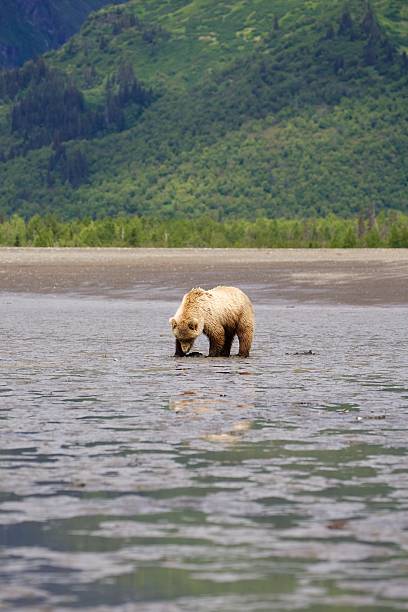 istock Grizzly with clams 502890869