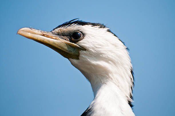 portrait d'un cormoran パイ microcarbo melanoleucos - penetrating ストックフォトと画像