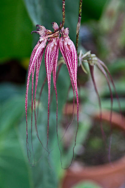 istock tropical plant with flower 502891343