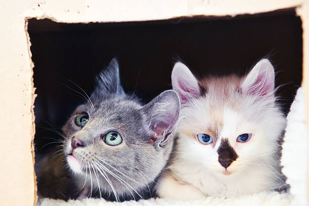 istock Two Kittens Looking Out of Cardboard Box 502891467