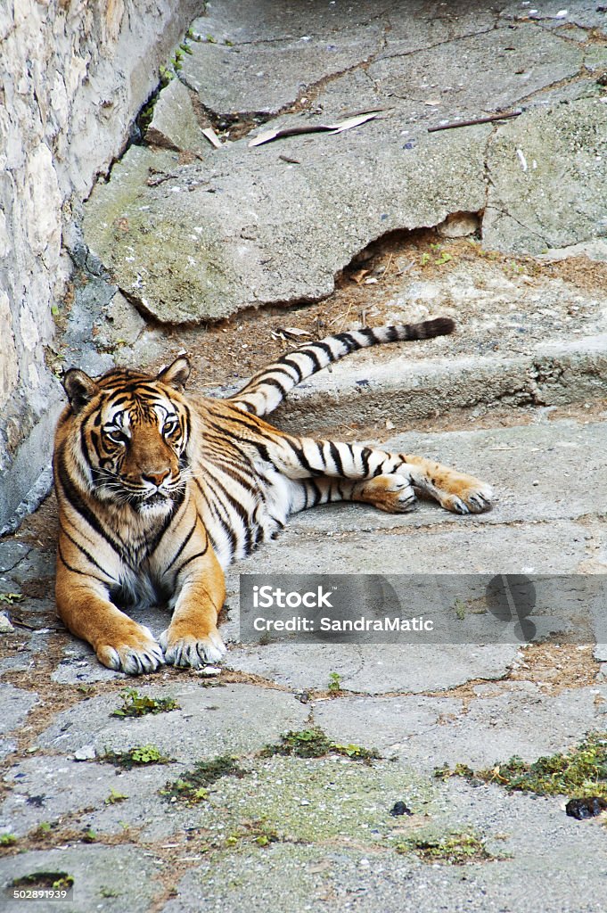 ASIATISCHE tiger - Lizenzfrei Asien Stock-Foto