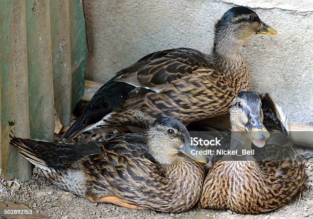 Duck Stock Photo - Download Image Now - Agriculture, Animal, Animal Body Part