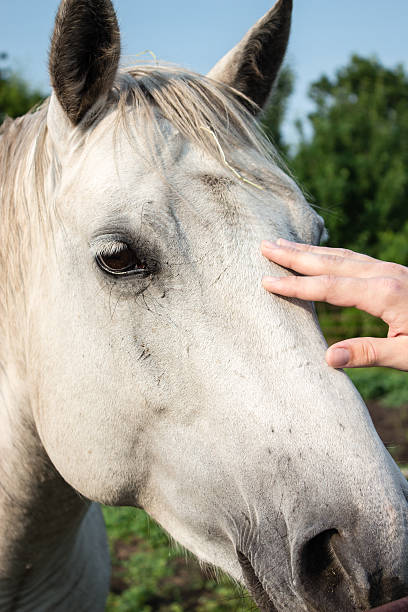 istock profile of white horse head 502892535