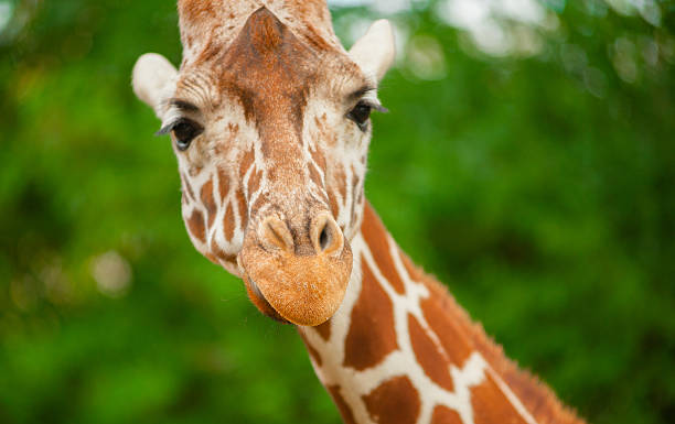 istock giraffe portrait closeup 502893194