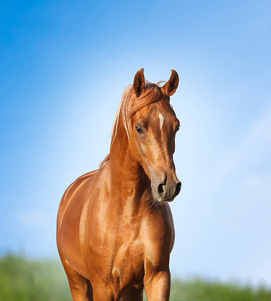 istock chestnut arabian horse 502893206
