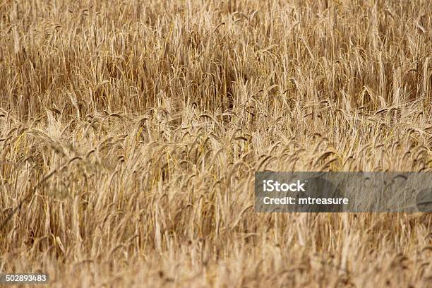 Photo libre de droit de Champ De Mûres De Grains Dorgeorge Grainetêtes Prêt Pour La Récolte banque d'images et plus d'images libres de droit de Agriculture