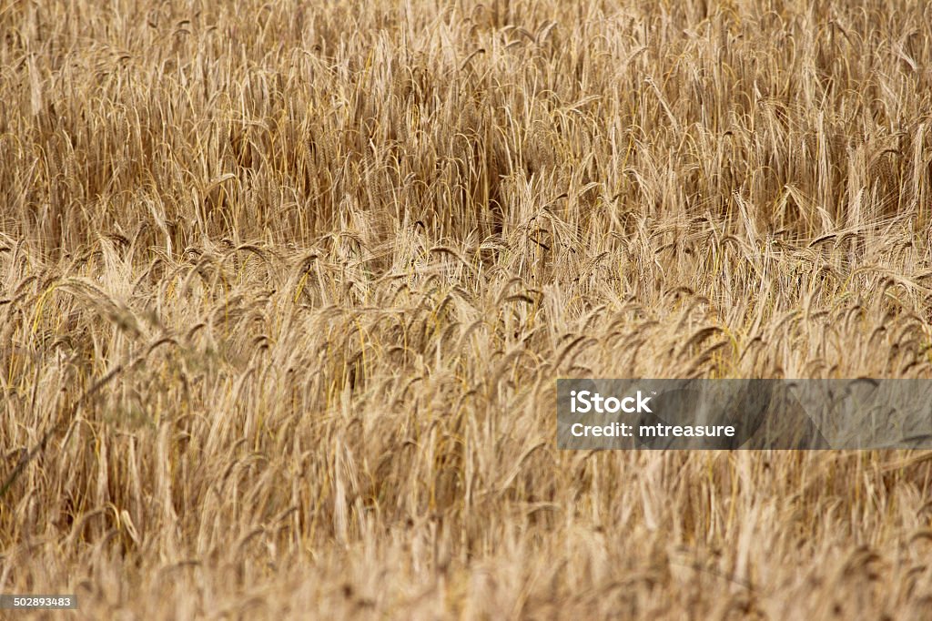 Field of спелые овсом/Ячмень Зерно головки готовы уборки - Стоковые фото Выращиваемый роялти-фри