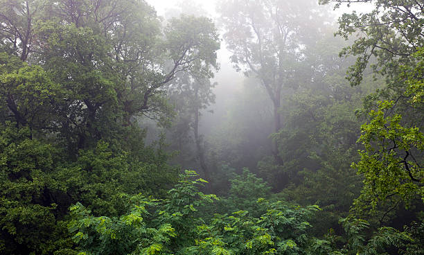floresta mística cobertas de neblina - spooky horror nostalgia autumn - fotografias e filmes do acervo