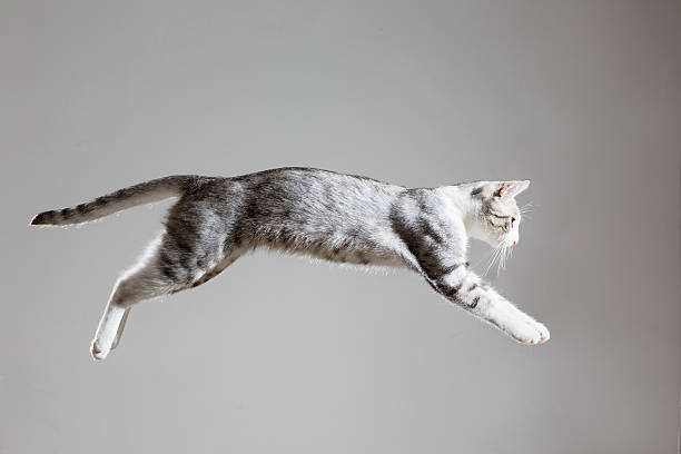tabby cat jumping tabby cat jumping, the moment when she is in the air, profile, grey background cat jumping stock pictures, royalty-free photos & images