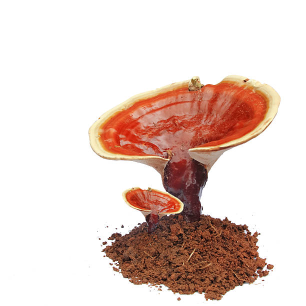 brown pilze im wald auf weißem hintergrund - moss toadstool fotos stock-fotos und bilder
