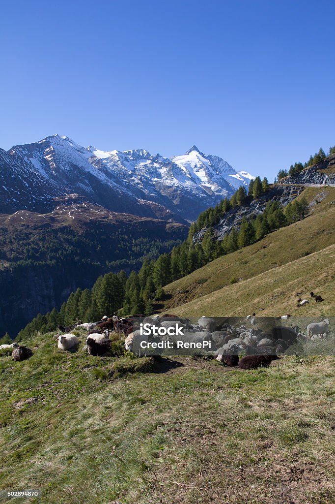Herd Of Sheep Infront Of Grossglockner Highest Mountain In Austria 3.798m Taken on September 28th, 2015 - Wonderful and sunny days in fall with a great view to the highest mountain of Austria and also already some snow on the more than 3.000m high mountains around. 2015 Stock Photo