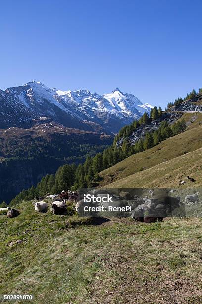 Herd Of Sheep Infront Of Grossglockner Highest Mountain In Austria 3798m Stock Photo - Download Image Now