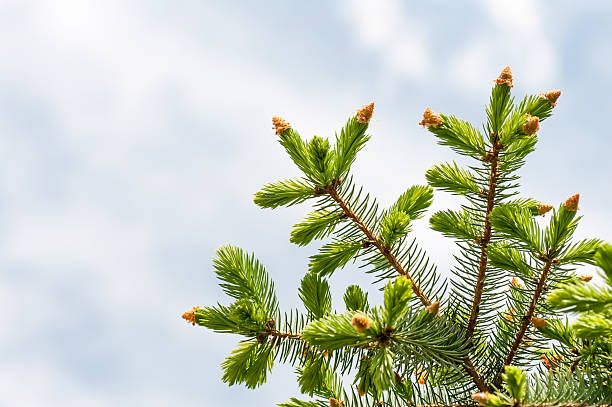 istock tree branch with young shoots against the sky 502895059