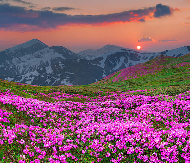 istock Magic pink rhododendron flowers in the mountains. 502895243